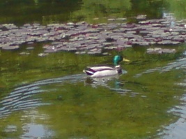 Tiere im Schloßpark Schönbrunn