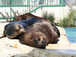 Der Zoo bei Schloß Schönbrunn