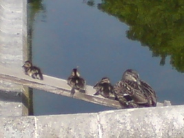 Tiere im Schloßpark Schönbrunn